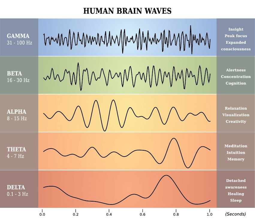 Human brain waves