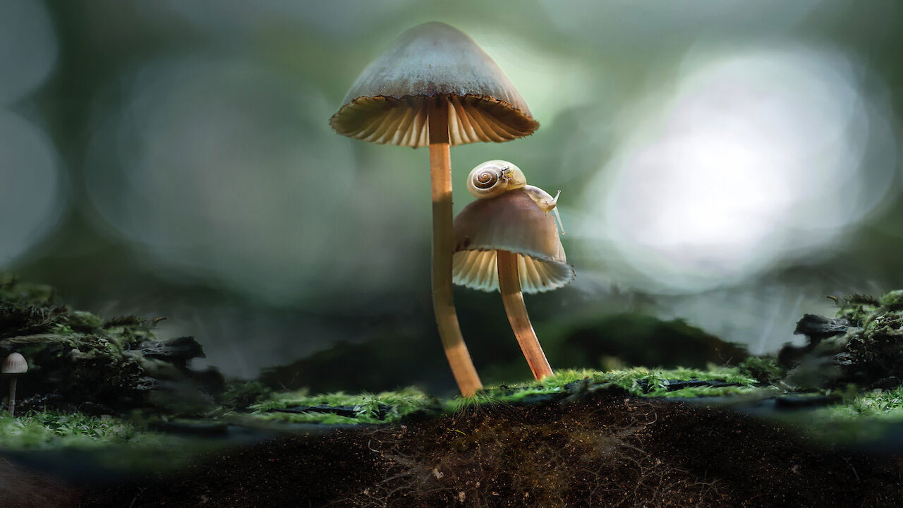 Netflix : Fantastic Fungi Netflix : Fantastic Fungi
