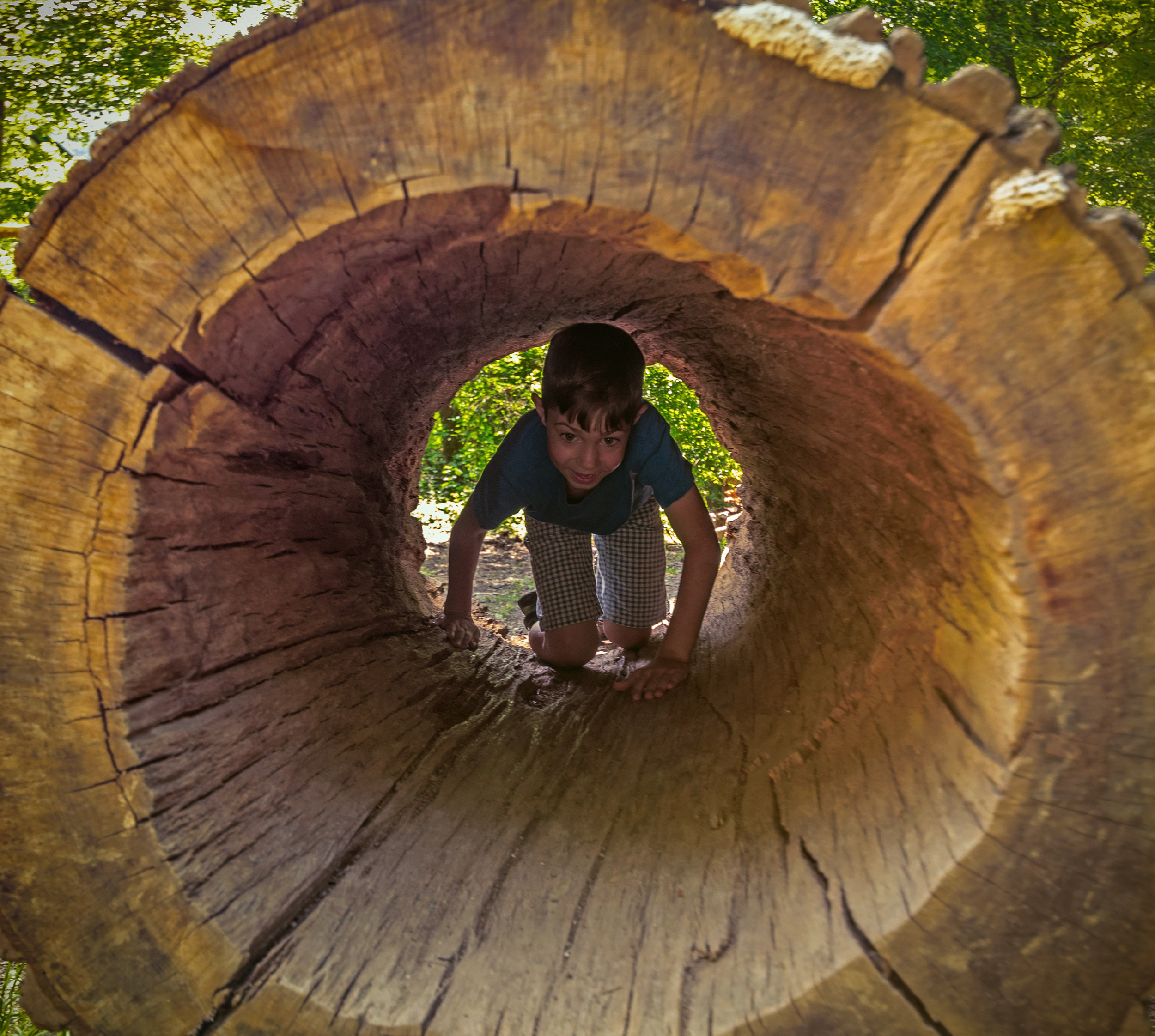 Boy,Child,Joyfully,Creeping,Inside,Hollow,Tree,Trunk.,Concept:,Waldorf