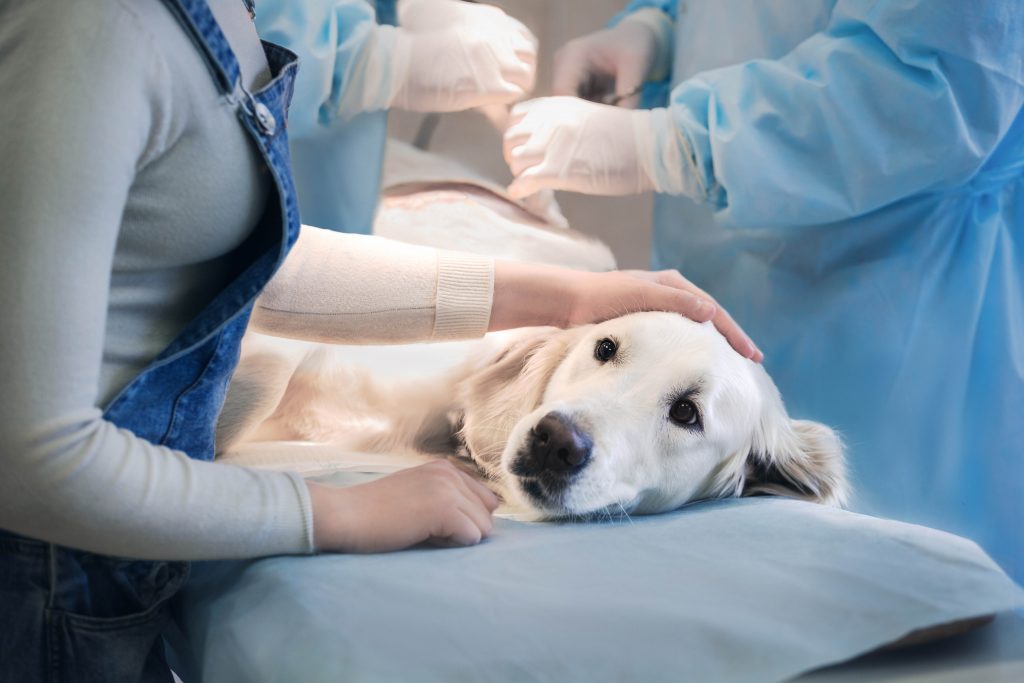 Ill,Retriever,In,Veterinary,Clinic. นักเรียนได้เห็นผู้เชี่ยวชาญทำงานจริงผ่าน work based learning